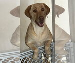 Small Labrador Retriever