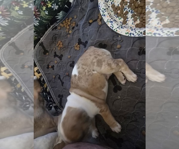 Medium Photo #5 French Bulldog Puppy For Sale in CHINO HILLS, CA, USA