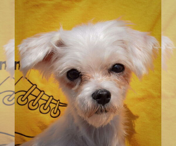 Medium Photo #6 Maltese Puppy For Sale in Huntley, IL, USA