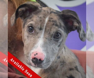 Catahoula Leopard Dog-Unknown Mix Dogs for adoption in Huntley, IL, USA