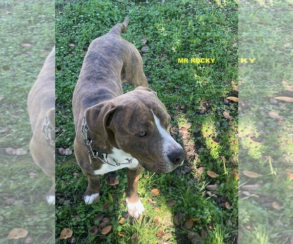 Medium Photo #4 Mutt Puppy For Sale in Woodland Hills, CA, USA