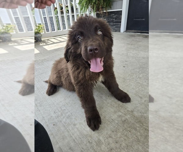 Medium Photo #96 Newfoundland Puppy For Sale in TILTON, IL, USA