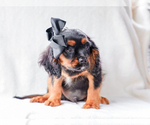 Image preview for Ad Listing. Nickname: Rufus