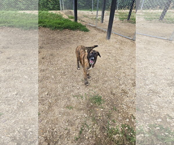 Medium Photo #1 Mutt Puppy For Sale in Maquoketa, IA, USA