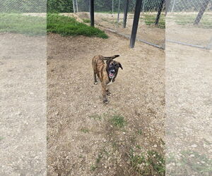 Mutt Dogs for adoption in Maquoketa, IA, USA