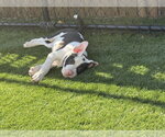 Small #2 American Pit Bull Terrier Mix