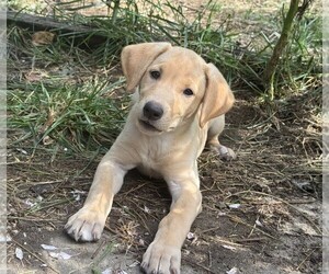 Medium Labrador Retriever
