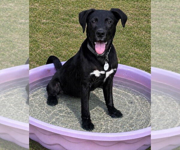 Medium Photo #1 Labrador Retriever-Unknown Mix Puppy For Sale in Claremore, OK, USA