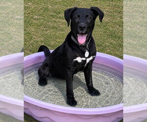 Labrador Retriever-Unknown Mix Dogs for adoption in Claremore, OK, USA