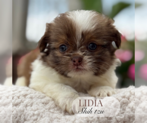 Shih Tzu Puppy for Sale in ELMHURST, Illinois USA