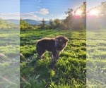 Puppy 2 German Shepherd Dog-Siberian Husky Mix