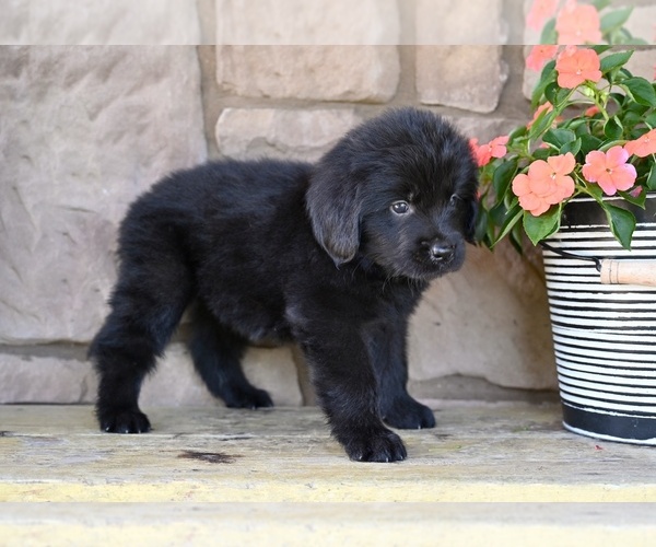 Medium Photo #7 Newfoundland Puppy For Sale in MILLERSBURG, OH, USA