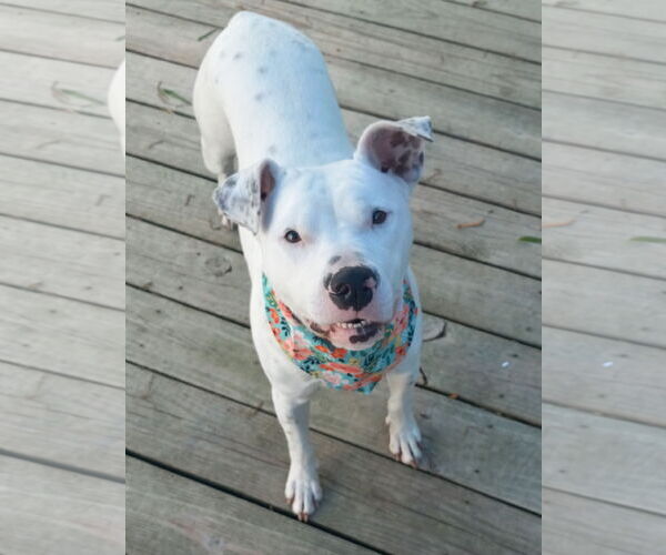 Medium Photo #4 American Pit Bull Terrier-Unknown Mix Puppy For Sale in Murfreesboro, NC, USA