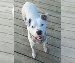 Small #3 American Pit Bull Terrier Mix