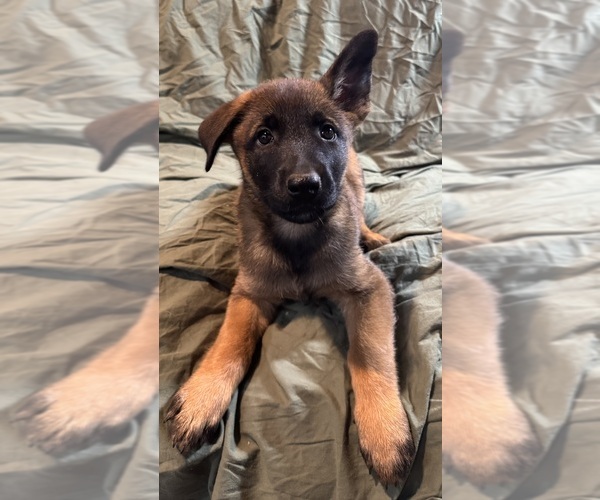 Medium Photo #7 Malinois Puppy For Sale in BLUE SPRINGS, MO, USA