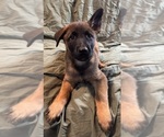 Puppy 6 Malinois