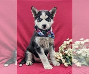Siberian Husky Puppy for sale in QUARRYVILLE, PA, USA
