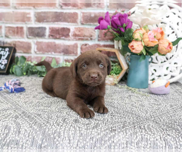 Medium Photo #2 Labrador Retriever Puppy For Sale in SYRACUSE, IN, USA