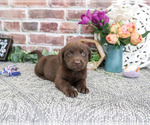 Small #1 Labrador Retriever