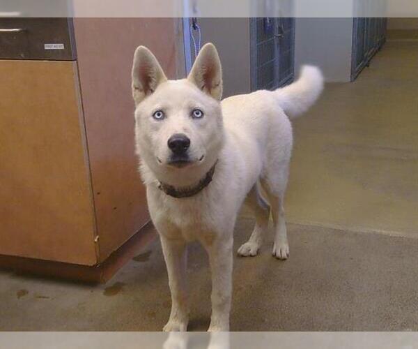 Medium Photo #1 Siberian Husky Puppy For Sale in Sacramento, CA, USA