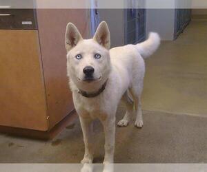 Siberian Husky Dogs for adoption in Sacramento, CA, USA