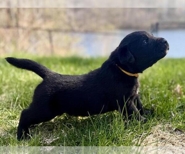 Medium Photo #8 Labrador Retriever Puppy For Sale in EAGAN, MN, USA