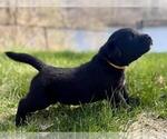 Small #7 Labrador Retriever