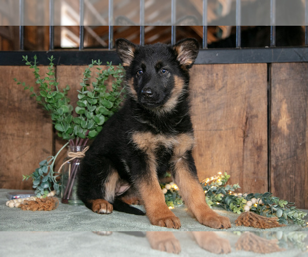 Medium Photo #2 German Shepherd Dog Puppy For Sale in MANTON, MI, USA