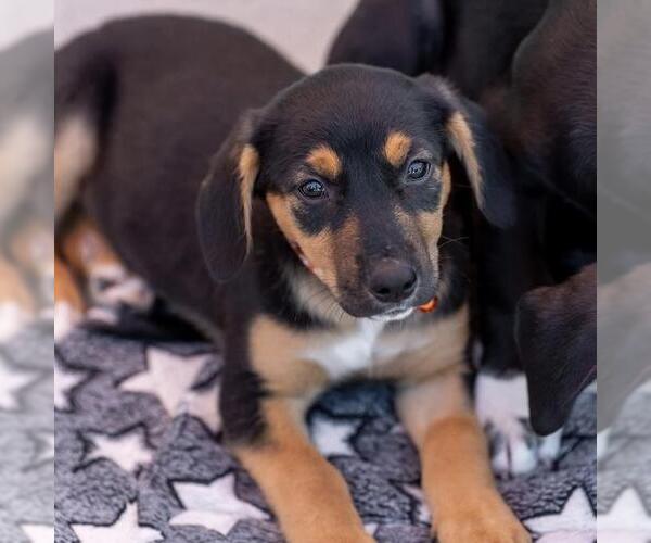 Medium Photo #5 Labrador Retriever-Unknown Mix Puppy For Sale in San Diego, CA, USA