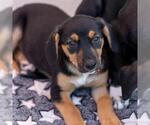 Small #4 Labrador Retriever Mix