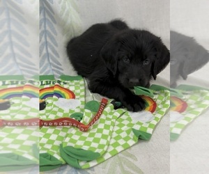 Labradoodle Puppy for sale in PRESCOTT VALLEY, AZ, USA