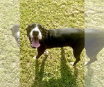 Small #4 Mutt