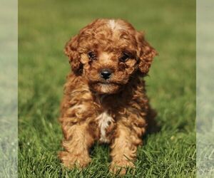 Cavapoo (Miniature) Puppy for sale in RONKS, PA, USA