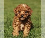 Small Cavapoo (Miniature)