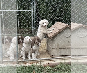 Great Pyrenees Dogs for adoption in CLINTON, MO, USA