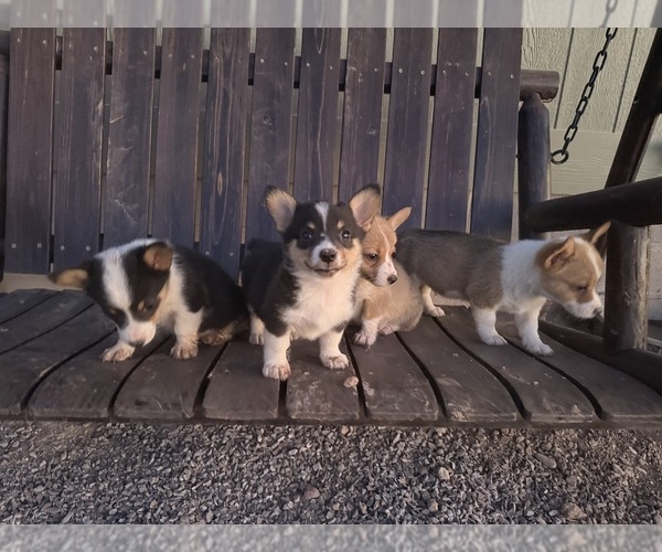Medium Photo #2 Pembroke Welsh Corgi Puppy For Sale in CASA GRANDE, AZ, USA