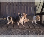 Small #1 Pembroke Welsh Corgi