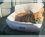 Small Photo #1 French Bulldog Puppy For Sale in POMONA, CA, USA