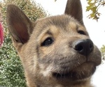 Small Photo #6 Shiba Inu Puppy For Sale in NEW ATHENS, IL, USA