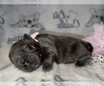 Small Photo #46 French Bulldog Puppy For Sale in MIMS, FL, USA