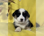 Small Photo #5 Cardigan Welsh Corgi Puppy For Sale in DEARBORN, MO, USA