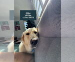 Small #11 Labrador Retriever