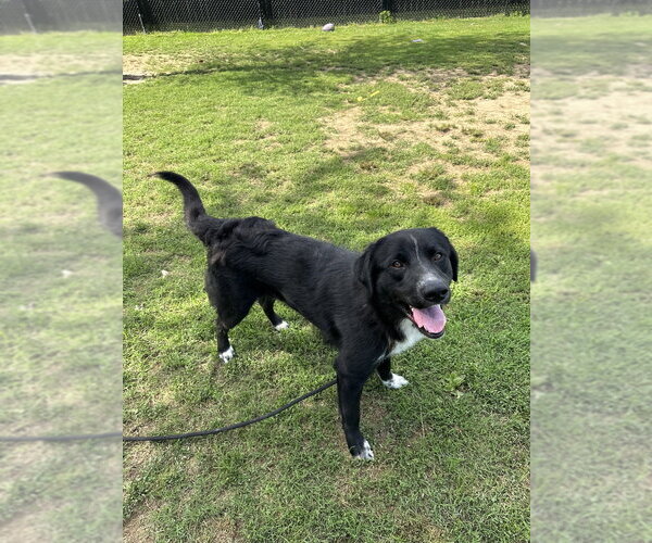 Medium Photo #4 Retriever -Unknown Mix Puppy For Sale in Evansville, IN, USA
