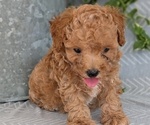 Small Photo #32 Poodle (Toy) Puppy For Sale in GOSHEN, IN, USA