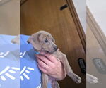 Small #4 Chihuahua Mix