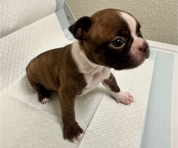 Medium Photo #2 Boston Terrier Puppy For Sale in JACKSONVILLE, NC, USA