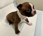 Small Photo #5 Boston Terrier Puppy For Sale in JACKSONVILLE, NC, USA