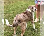 Small #2 Australian Shepherd Mix