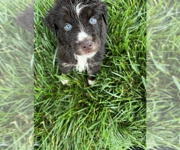 Medium Photo #11 Australian Shepherd Puppy For Sale in RICHMOND, KY, USA