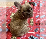 Small Photo #4 French Bulldog Puppy For Sale in PEORIA, AZ, USA